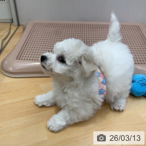 ビション・フリーゼの写真