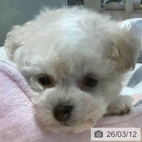 ビション・フリーゼの写真