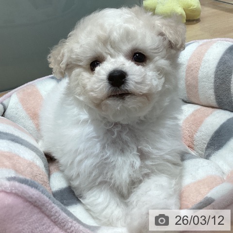 ビション・フリーゼの写真