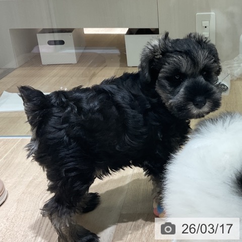 ミニチュア・シュナウザーの写真