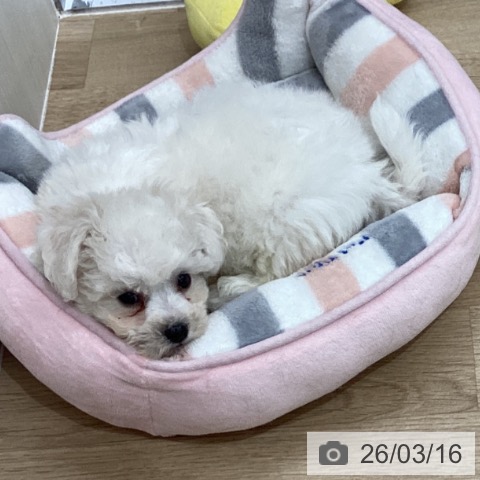 ビション・フリーゼの写真