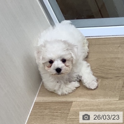 千葉県のビションフリーゼ (ペットプラス 船橋店/2026年1月9日生まれ/男の子/ホワイト)の子犬の4枚目の画像