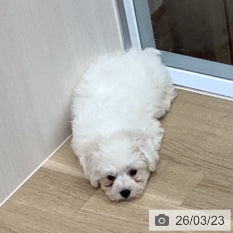 千葉県のビションフリーゼ (ペットプラス 船橋店/2026年1月9日生まれ/男の子/ホワイト)の子犬の3枚目の画像