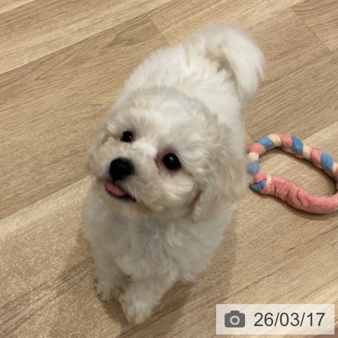 群馬県のビションフリーゼ (ペットプラス イオンモール太田店/2026年1月9日生まれ/男の子/ホワイト)の子犬の3枚目の画像