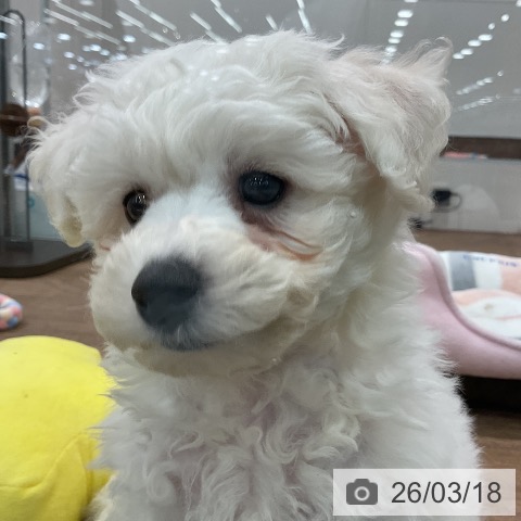 埼玉県のビションフリーゼ (ペッツワン 吉川美南店/2026年1月9日生まれ/男の子/ホワイト)の子犬の4枚目の画像