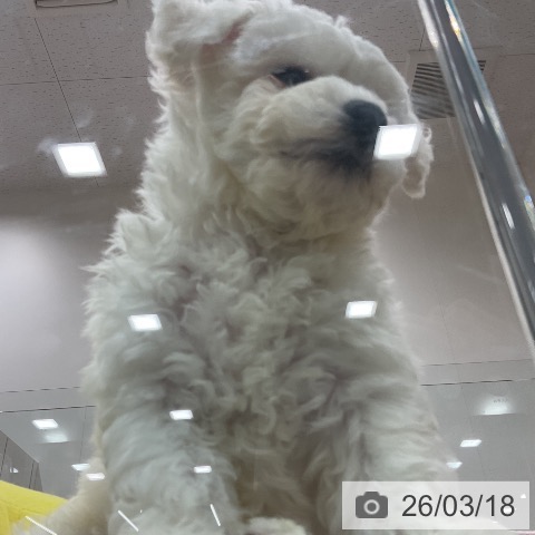 埼玉県のビションフリーゼ (ペッツワン 吉川美南店/2026年1月9日生まれ/男の子/ホワイト)の子犬の3枚目の画像