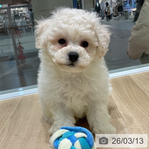 岩手県のビションフリーゼ (ペットプラス 盛岡南店/2026年1月9日生まれ/男の子/ホワイト)の子犬の4枚目の画像