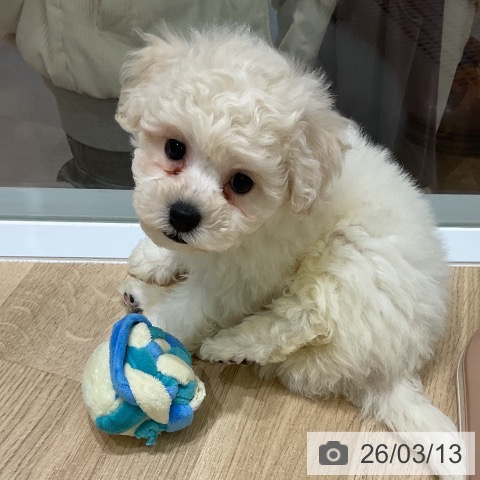 岩手県のビションフリーゼ (ペットプラス 盛岡南店/2026年1月9日生まれ/男の子/ホワイト)の子犬の3枚目の画像