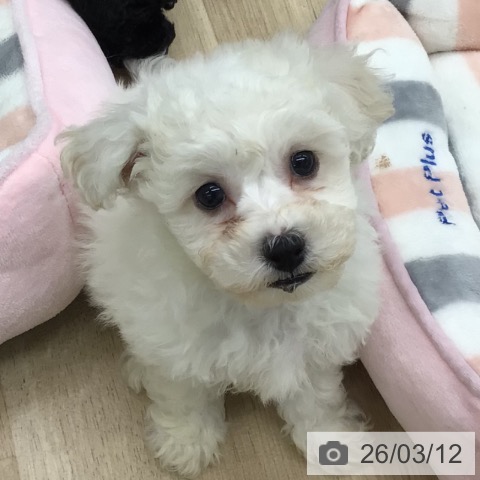 福島県のビションフリーゼ (ペットプラス 福島店/2026年1月9日生まれ/男の子/ホワイト)の子犬の4枚目の画像