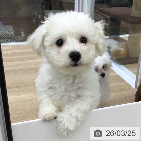 福島県のビションフリーゼ (ペットプラス 福島店/2026年1月9日生まれ/男の子/ホワイト)の子犬の3枚目の画像