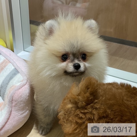 ポメラニアンの写真