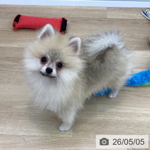 ポメラニアンの写真