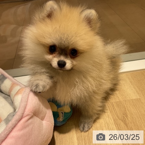 神奈川県のポメラニアン (ペットプラス 天王町店/2026年1月1日生まれ/女の子/クリームセーブル)の子犬の3枚目の画像