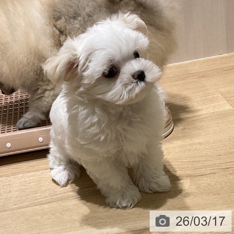 マルチーズの写真