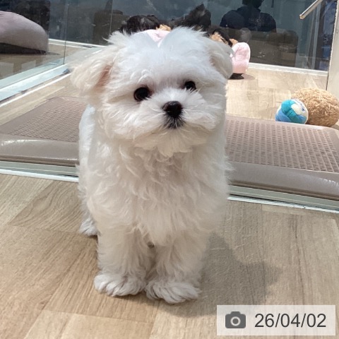 東京都のマルチーズ (ペットプラス 東久留米店/2026年1月10日生まれ/女の子/ホワイト)の子犬の3枚目の画像