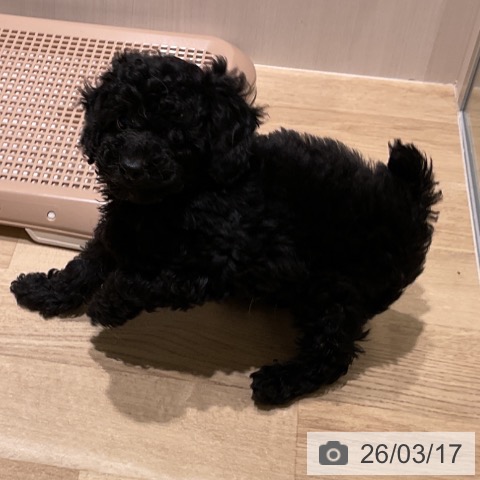 神奈川県のトイプードル(トイ) (ペットプラス モザイクモール港北店/2026年1月10日生まれ/男の子/ブラック)の子犬の3枚目の画像