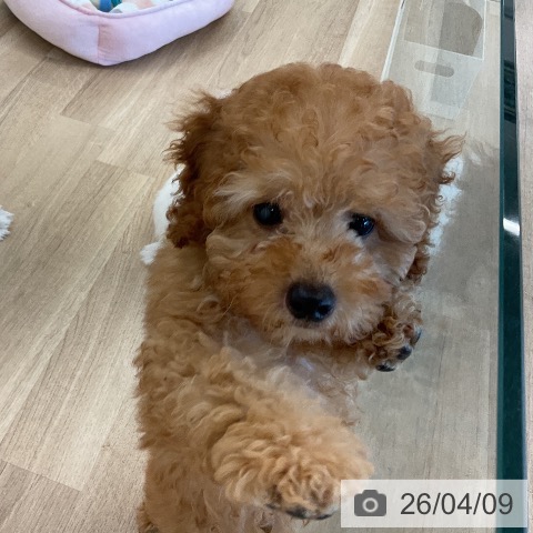 トイ・プードルの写真