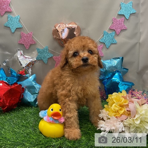 トイ・プードルの写真