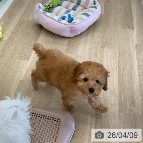 千葉県のトイプードル(トイ) (ペットプラス コトエ流山おおたかの森店/2026年1月10日生まれ/男の子/アプリコット)の子犬の3枚目の画像