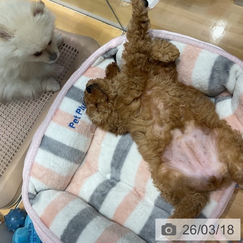 埼玉県のトイプードル(トイ) (ペットプラス 与野店/2026年1月10日生まれ/女の子/アプリコット)の子犬の4枚目の画像