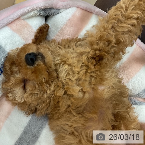 埼玉県のトイプードル(トイ) (ペットプラス 与野店/2026年1月10日生まれ/女の子/アプリコット)の子犬の3枚目の画像