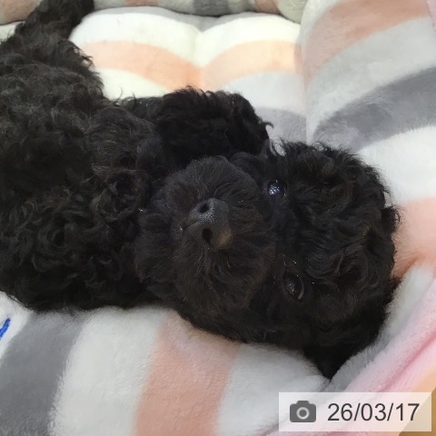 山形県のトイプードル(トイ) (ペットプラス 天童店/2026年1月10日生まれ/女の子/ブラック)の子犬の3枚目の画像