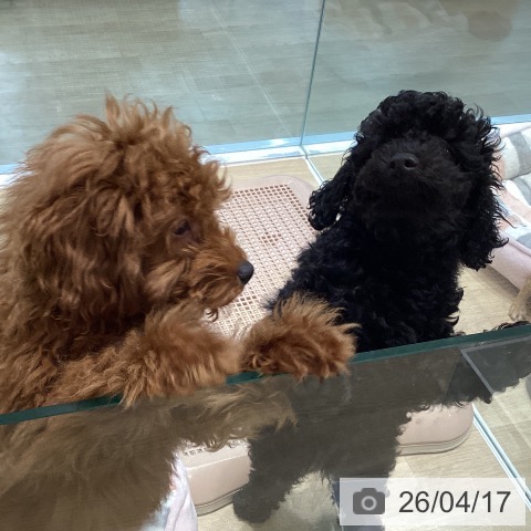 宮城県のトイプードル(トイ) (ペットプラス 仙台泉大沢店/2026年1月10日生まれ/女の子/ブラック)の子犬の4枚目の画像