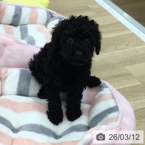 トイ・プードルの写真