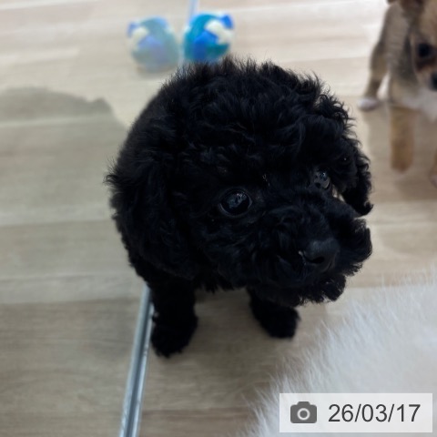 神奈川県のトイプードル(トイ) (ペットプラス モザイクモール港北店/2026年1月10日生まれ/女の子/ブラック)の子犬の3枚目の画像
