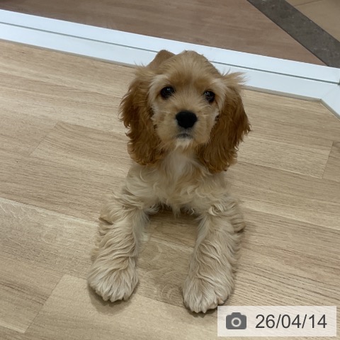 アメリカン・コッカー・スパニエルの写真