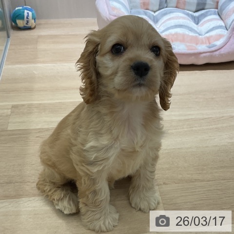 神奈川県のアメリカンコッカースパニエル (ペットプラス モザイクモール港北店/2026年1月10日生まれ/女の子/バフホワイト)の子犬の3枚目の画像