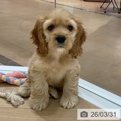 神奈川県のアメリカンコッカースパニエル (ペットプラス モザイクモール港北店/2026年1月10日生まれ/女の子/バフホワイト)の子犬の3枚目の画像