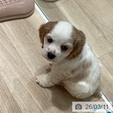 アメリカン・コッカー・スパニエルの写真