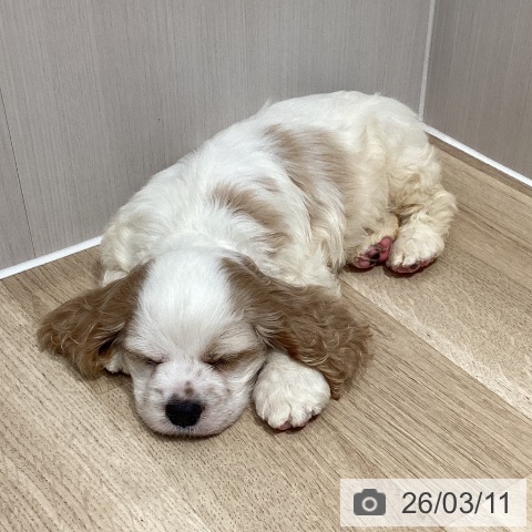 アメリカン・コッカー・スパニエルの写真