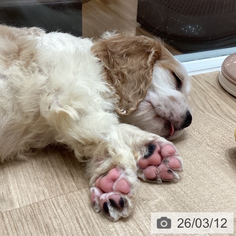 アメリカン・コッカー・スパニエルの写真