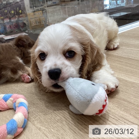 アメリカン・コッカー・スパニエルの写真