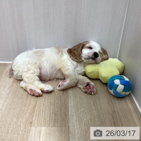 埼玉県のアメリカンコッカースパニエル (ペットプラス ピオニウォーク東松山店/2026年1月10日生まれ/男の子/バフホワイト)の子犬の3枚目の画像