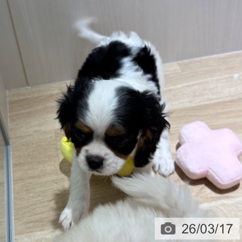 キャバリア・キングチャールズ・スパニエルの写真