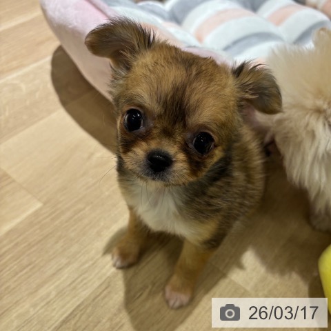 神奈川県のチワワ(ロング) (ペットプラス モザイクモール港北店/2026年1月10日生まれ/女の子/レッドホワイト)の子犬の3枚目の画像