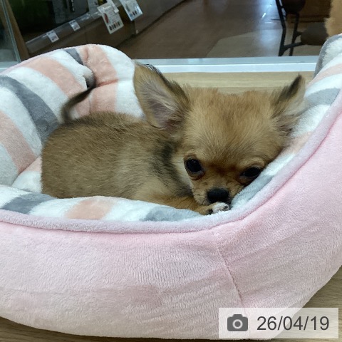 神奈川県のチワワ(ロング) (ペットプラス 相模原並木店/2026年1月10日生まれ/女の子/レッドホワイト)の子犬の4枚目の画像