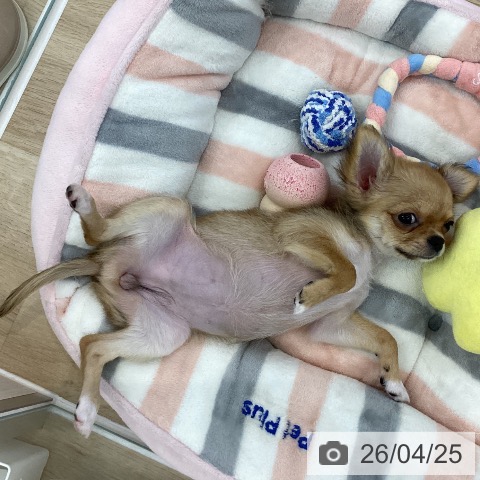 神奈川県のチワワ(ロング) (ペットプラス 相模原並木店/2026年1月10日生まれ/女の子/レッドホワイト)の子犬の4枚目の画像