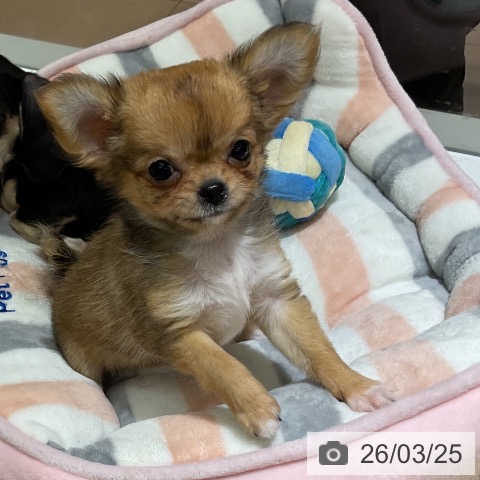 神奈川県のチワワ(ロング) (ペットプラス モザイクモール港北店/2026年1月10日生まれ/女の子/レッドホワイト)の子犬の3枚目の画像