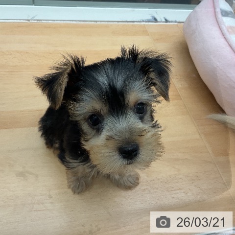 千葉県のヨークシャーテリア (ペットプラス 成田店/2026年1月11日生まれ/男の子/スチールブルータン)の子犬の4枚目の画像