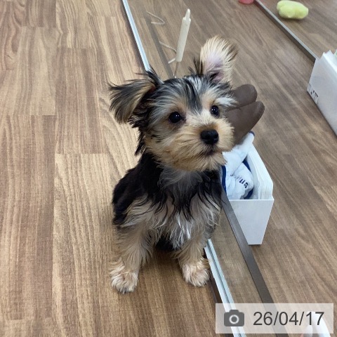 茨城県のヨークシャーテリア (ペッツワン つくば店/2026年1月11日生まれ/男の子/スチールブルータン)の子犬の4枚目の画像