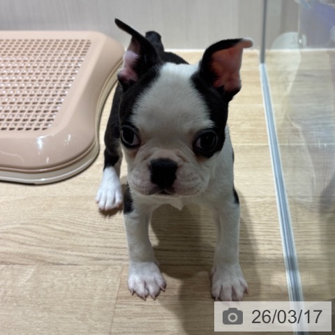 ボストン・テリアの写真