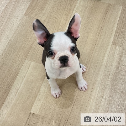 神奈川県のボストンテリア (ペットプラス モザイクモール港北店/2026年1月11日生まれ/女の子/ボストンカラー)の子犬の3枚目の画像