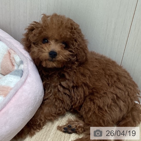 トイ・プードルの写真