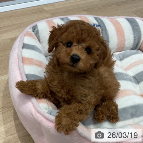 群馬県のトイプードル(トイ) (ペットプラス イオンモール太田店/2026年1月11日生まれ/男の子/レッド)の子犬の3枚目の画像