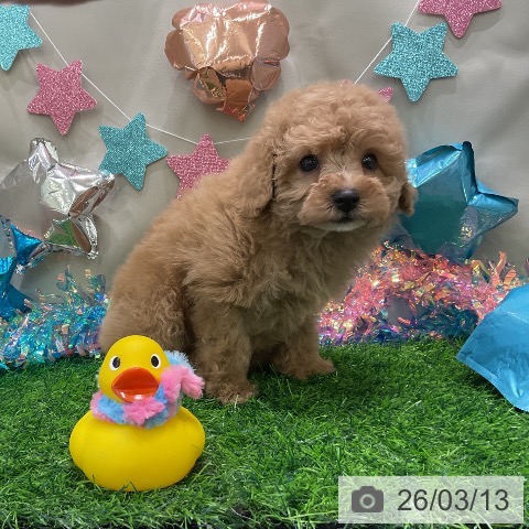 トイ・プードルの写真