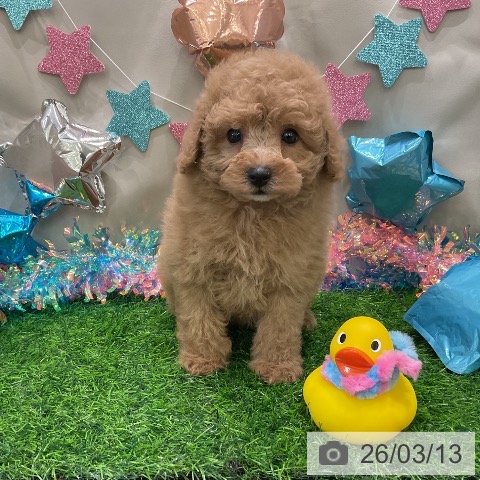 トイ・プードルの写真